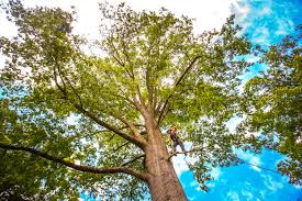 Reliable Collins, MS  Tree Services Solutions