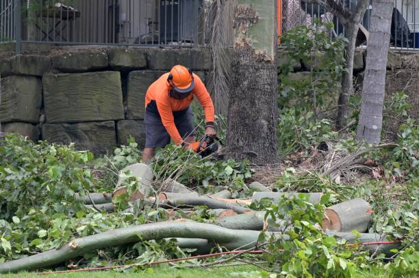 Leaf Removal Services